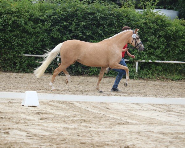 Pferd Goldana SW (Deutsches Reitpony, 2022, von HET Golden Dream)