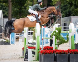 jumper BP Rocket Man (Irish Sport Horse, 2017, from Stakkato Gold)