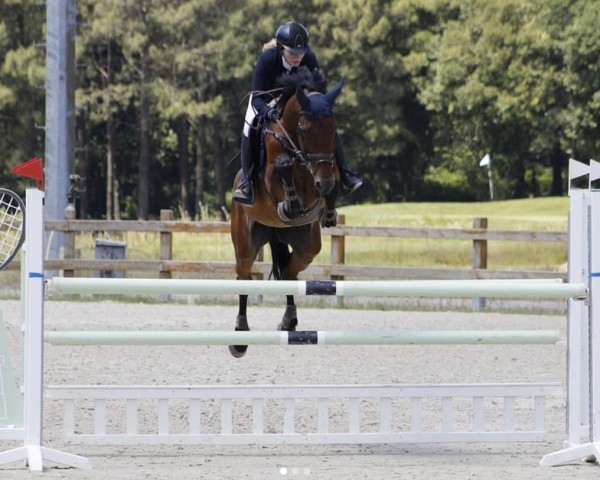 horse Huey (KWPN (Royal Dutch Sporthorse), 2012, from Eldorado van de Zeshoek)