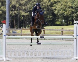 Cavallo Huey (KWPN (Warmblood olandese), 2012, di Eldorado van de Zeshoek)