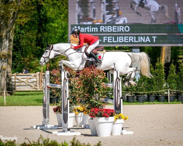 jumper Feliberlina T (KWPN (Royal Dutch Sporthorse), 2010, from Silverstone)