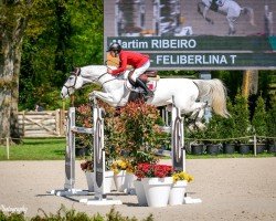 jumper Feliberlina T (KWPN (Royal Dutch Sporthorse), 2010, from Silverstone)