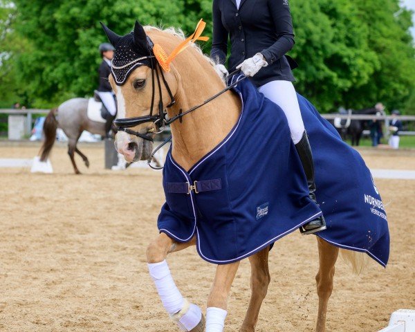 dressage horse Casino's Crown Jewel (German Riding Pony, 2009, from Casino Royale K WE)