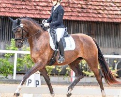 broodmare Fine Amour ANW (Austrian Warmblood, 2021, from San Amour I)