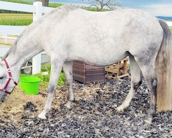 broodmare Daikiri 18 (Hanoverian, 2015, from Don Index)