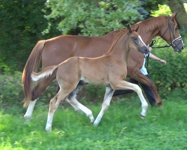horse Hengst von Bon Esprit / De Niro (Oldenburg, 2024, from Bon Esprit)