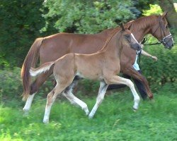 horse Hengst von Bon Esprit / De Niro (Oldenburg, 2024, from Bon Esprit)
