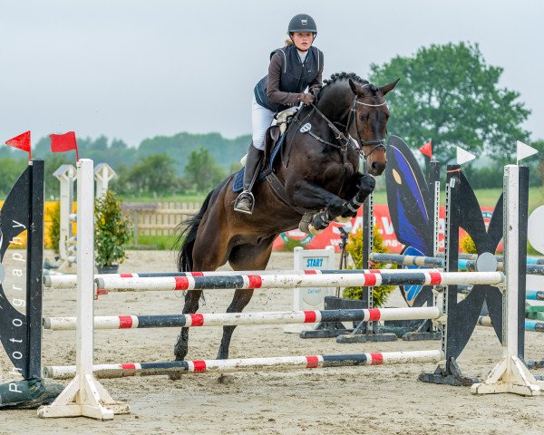 Springpferd Conlin (Holsteiner, 2011, von Contendro I)