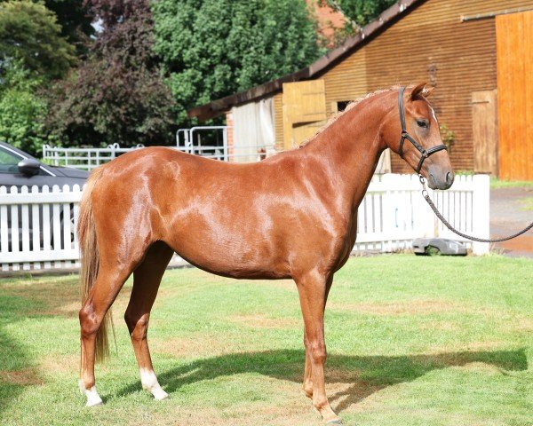 Zuchtstute Melli's Jamaica (Deutsches Reitpony, 2023, von Kastanienhof Cockney Cracker)