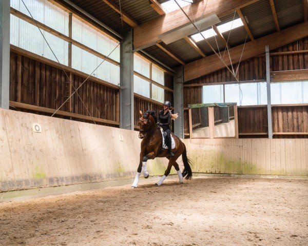 horse Pedro Dea (KWPN (Royal Dutch Sporthorse), 2020)
