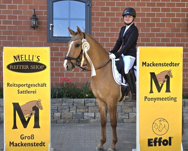dressage horse Melli's Deroyal (German Riding Pony, 2021, from Danny Gold)