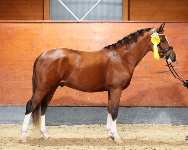 stallion Melli's Novalis (German Riding Pony, 2022, from Neverland WE)