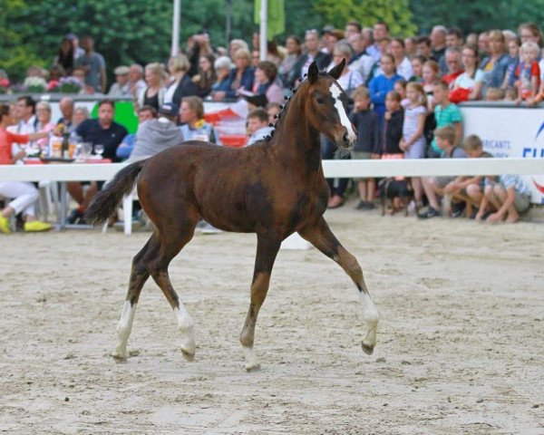 horse High Motion (German Sport Horse, 2017, from Birkhof's Topas Fbw)