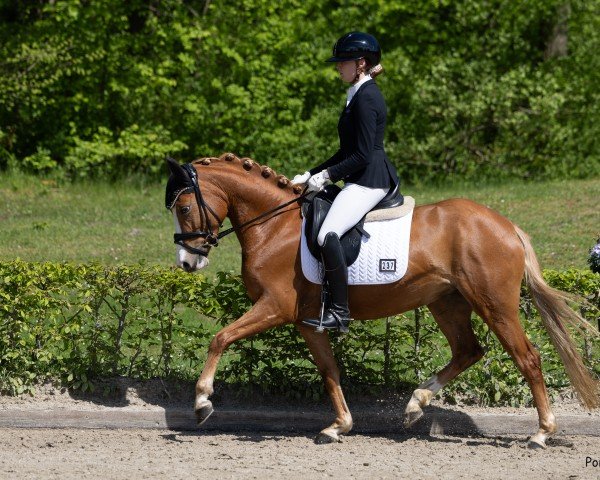 dressage horse Dibadu J (German Riding Pony, 2021, from Diamond Touch NRW)