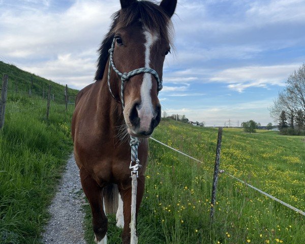 Springpferd Navaro CH (Freiberger, 2020, von Navarino CH)