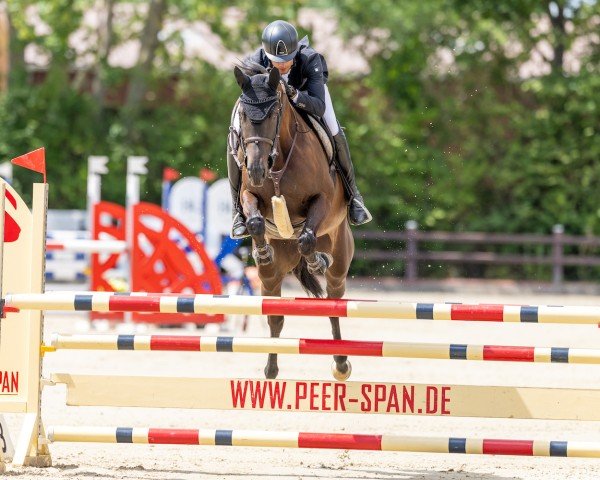 Springpferd Achy Breaky Heart 4 (Trakehner, 2019, von Touch my Heart)