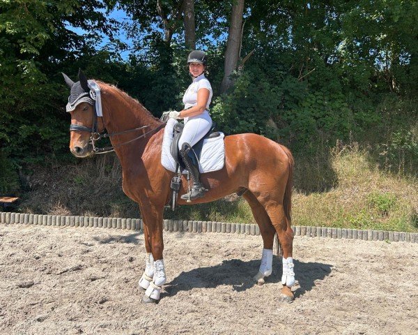dressage horse Dandy ST (KWPN (Royal Dutch Sporthorse), 2008, from Jazz)