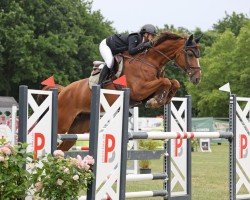 jumper Charolina PS (Oldenburg show jumper, 2017, from Chacoon Blue)