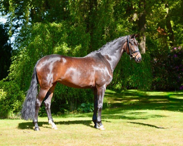 dressage horse Finchen 83 (Oldenburg, 2015, from Franziskus FRH)