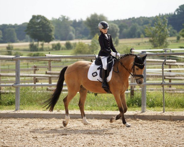 dressage horse Don‘t worry be Happy T (German Riding Pony, 2020, from D'Accord T 3)