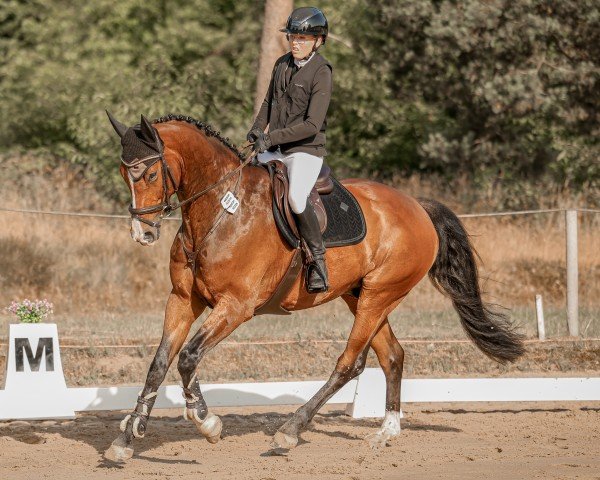 jumper Quick Decision 10 (Hanoverian, 2019, from Qualito)