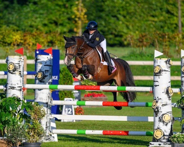 Springpferd Nightgirl Vh Sonnishof Z (Zangersheide Reitpferd, 2012, von Numero Uno)