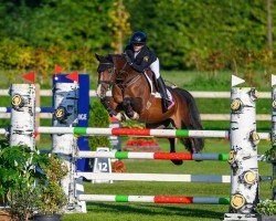 Springpferd Nightgirl Vh Sonnishof Z (Zangersheide Reitpferd, 2012, von Numero Uno)