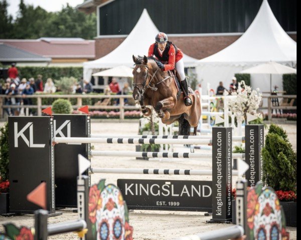 Springpferd Olympus V/h Dingenshof (Belgisches Warmblut, 2014, von Thunder van de Zuuthoeve)