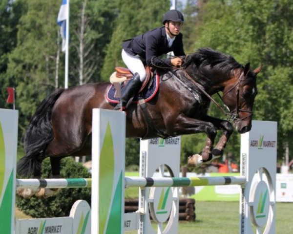 stallion Silvercup 163 FIN (Hanoverian, 2002, from Silvio I)