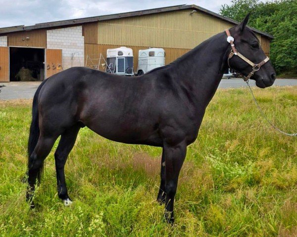Pferd IHR King Charly (Quarter Horse, 2019)