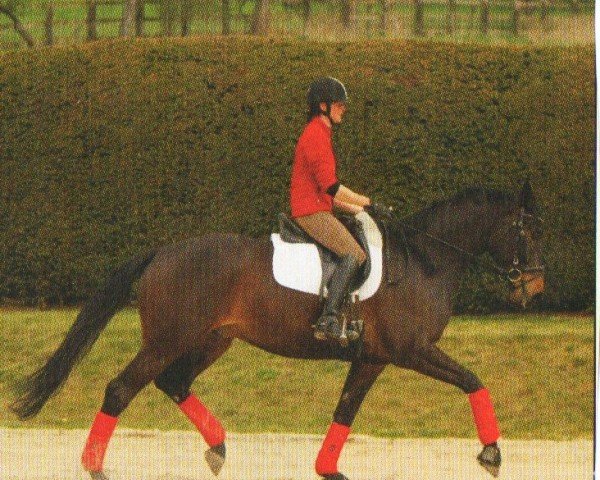 horse Barique (Trakehner, 2006, from Tambour)