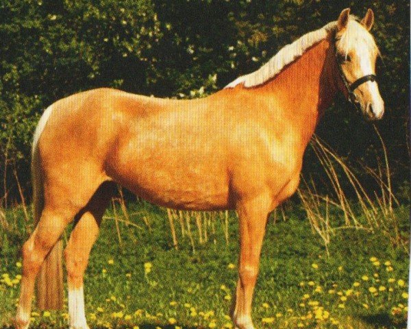 Zuchtstute Carlotta 151 (Deutsches Reitpony, 2007, von Der Harlekin B)