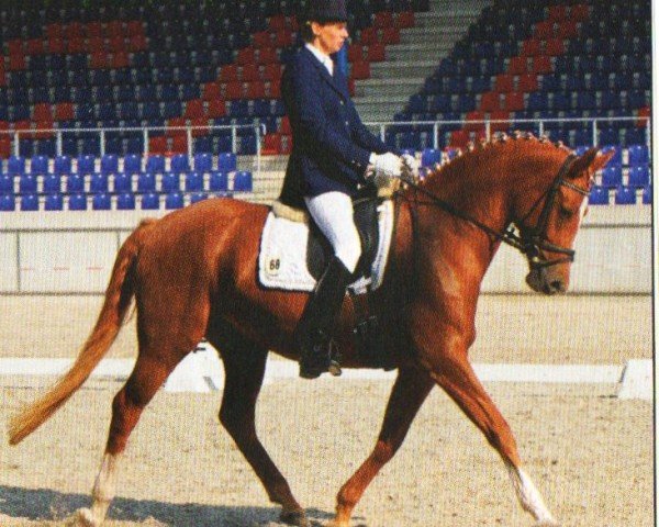 horse Valido's B.Lady G (Little German Riding Horse, 2005, from Valido's Boy)