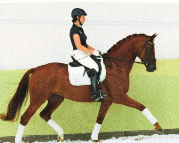 horse Riva (Hanoverian, 2007, from Robespierre)