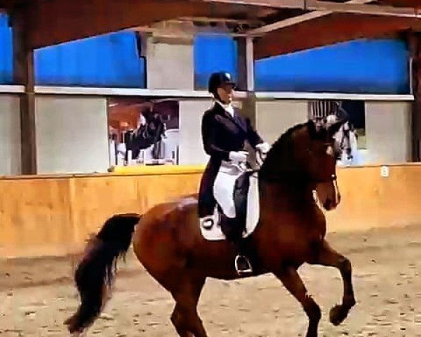 dressage horse Max Bunny (Holsteiner, 2010, from Corrido 4)