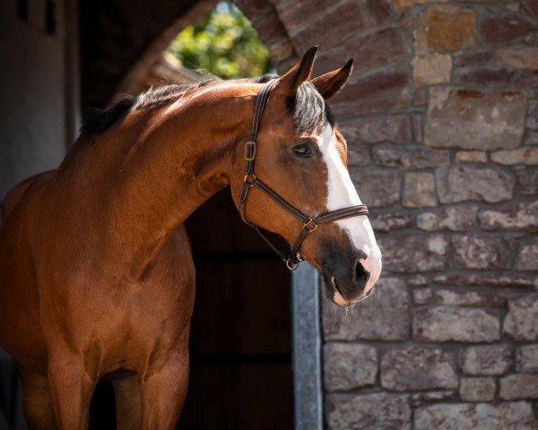 horse Papageno 73 (Austrian Warmblood, 1995, from Palermo)