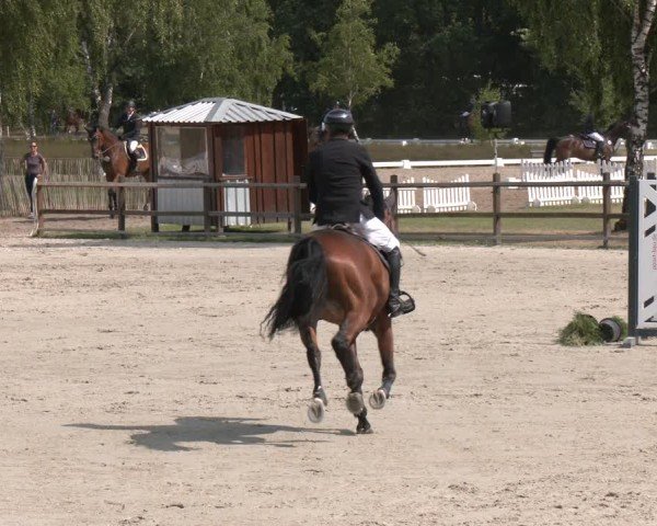 Reitturnier Westergellersen 2025