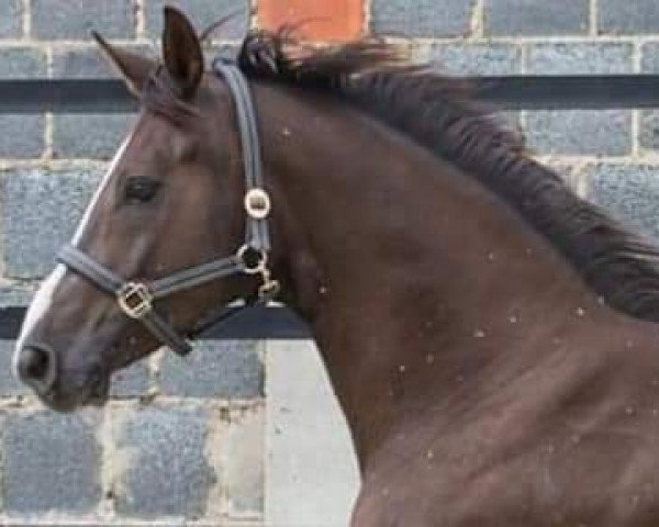 broodmare Sun Pearl SN (Hanoverian, 2006, from Sir Donnerhall I)