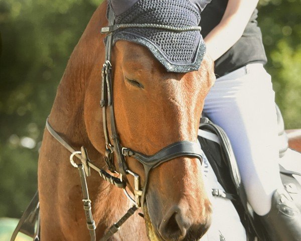 Springpferd Zaramell (Oldenburger Springpferd, 2018, von Zinedream)