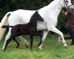 Pferd Gandalf the Glamourboy (Oldenburger, 2020, von Glamourdale)
