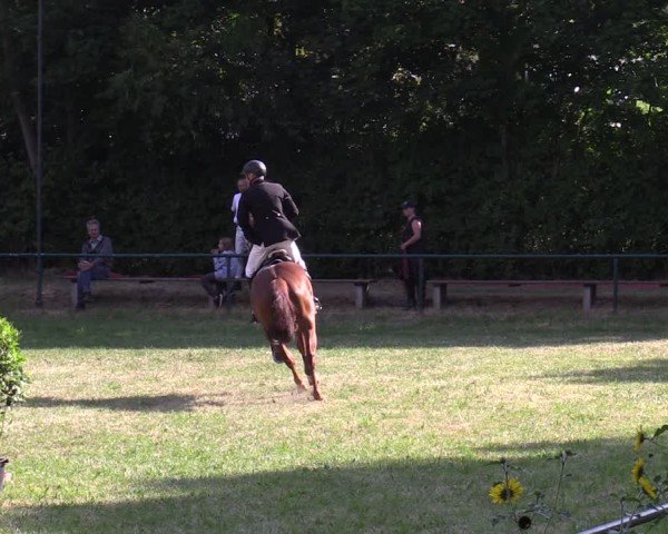 Reitturnier Limbach-Oberfrohna 2025