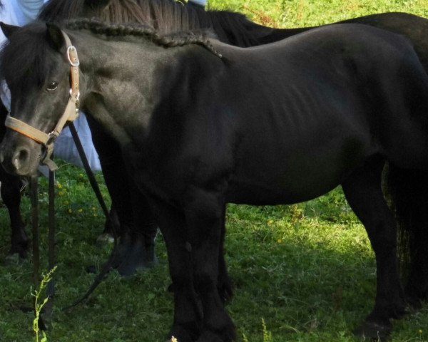 Zuchtstute V.Pr Arlett II (Dt.Part-bred Shetland Pony, 1998, von Alfredo)