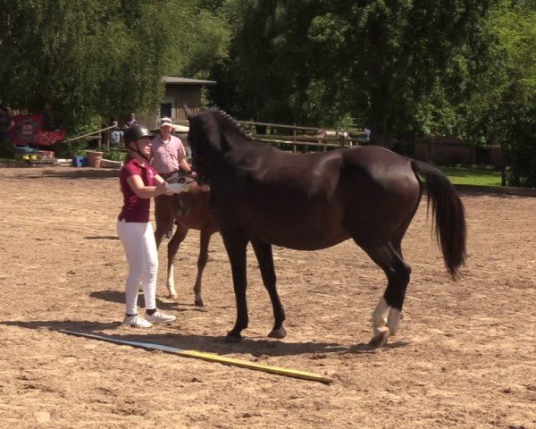 Holsteiner Fohlenschau Helmstorf 2025