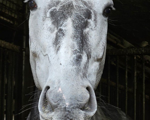 jumper Ureka van het Rozenveld (Belgian Warmblood, 2020, from Leandro Vg)