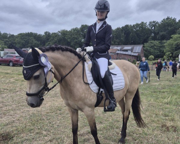 dressage horse Graciéé H (German Riding Pony, 2014, from Golden State 2)