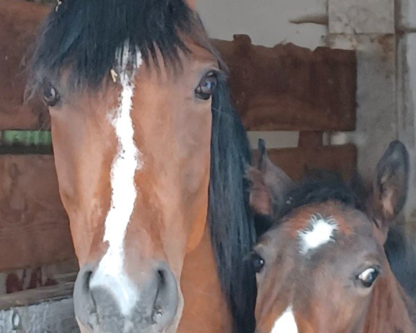 broodmare Cosima Dela'e H (German Riding Pony, 2021, from Cosmopolitan NRW)