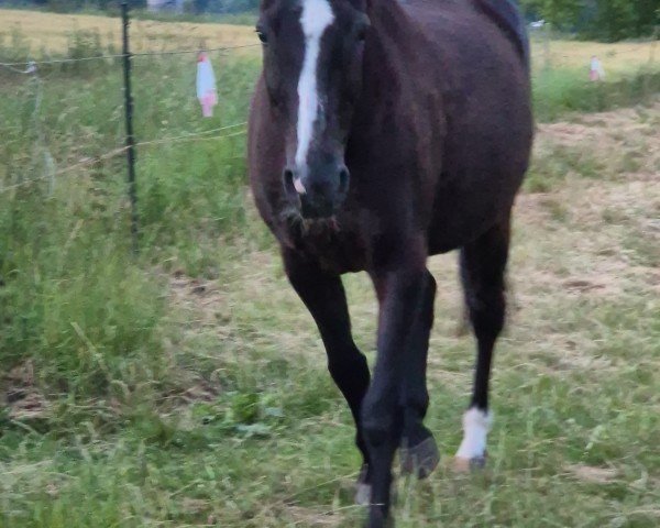 broodmare Rubi-Scarlett (Hessian Warmblood, 2001, from Rubioso N)