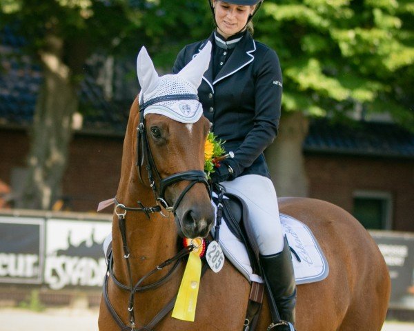 broodmare Sacre Soleilé (Trakehner, 2016, from High Motion 2)