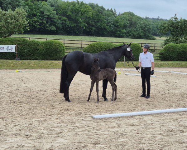 broodmare Coco Chanel (Trakehner, 2019, from Freiherr vom Stein)