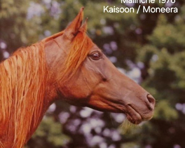 broodmare Malinche 1978 ox (Arabian purebred, 1978, from Kaisoon 1958 EAO)